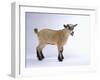 Pygmy Goat-DLILLC-Framed Photographic Print