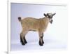 Pygmy Goat-DLILLC-Framed Photographic Print