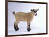 Pygmy Goat-DLILLC-Framed Photographic Print