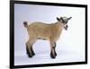 Pygmy Goat-DLILLC-Framed Photographic Print