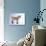 Pygmy Goat-DLILLC-Photographic Print displayed on a wall