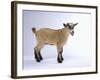 Pygmy Goat-DLILLC-Framed Photographic Print