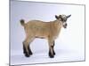 Pygmy Goat-DLILLC-Mounted Photographic Print