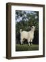 Pygmy Goat-DLILLC-Framed Photographic Print