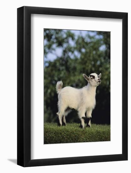 Pygmy Goat-DLILLC-Framed Photographic Print