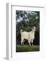 Pygmy Goat-DLILLC-Framed Photographic Print