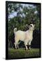 Pygmy Goat-DLILLC-Framed Photographic Print