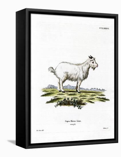 Pygmy Goat-null-Framed Stretched Canvas