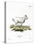 Pygmy Goat-null-Stretched Canvas