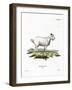 Pygmy Goat-null-Framed Giclee Print