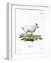 Pygmy Goat-null-Framed Giclee Print