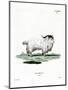 Pygmy Goat-null-Mounted Giclee Print