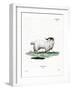 Pygmy Goat-null-Framed Giclee Print