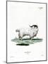 Pygmy Goat-null-Mounted Giclee Print