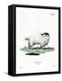 Pygmy Goat-null-Framed Stretched Canvas