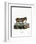 Pygmy Goat-null-Framed Premium Giclee Print