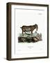 Pygmy Goat-null-Framed Giclee Print