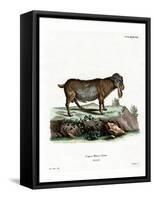 Pygmy Goat-null-Framed Stretched Canvas