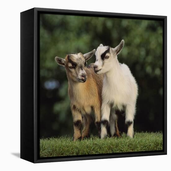 Pygmy Goats-DLILLC-Framed Stretched Canvas