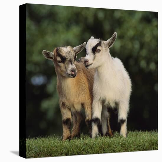Pygmy Goats-DLILLC-Stretched Canvas