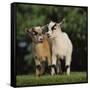 Pygmy Goats-DLILLC-Framed Stretched Canvas