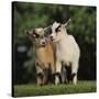 Pygmy Goats-DLILLC-Stretched Canvas
