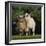 Pygmy Goats-DLILLC-Framed Premium Photographic Print