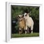 Pygmy Goats-DLILLC-Framed Premium Photographic Print