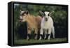 Pygmy Goats-DLILLC-Framed Stretched Canvas
