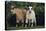 Pygmy Goats-DLILLC-Stretched Canvas