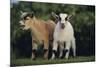 Pygmy Goats-DLILLC-Mounted Premium Photographic Print