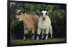 Pygmy Goats-DLILLC-Framed Premium Photographic Print