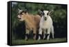 Pygmy Goats-DLILLC-Framed Stretched Canvas