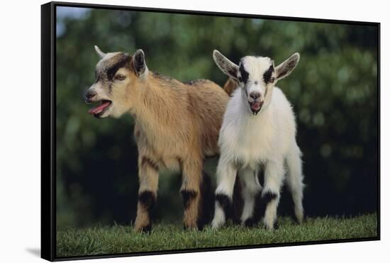 Pygmy Goats-DLILLC-Framed Stretched Canvas