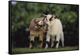 Pygmy Goats-DLILLC-Framed Stretched Canvas