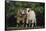 Pygmy Goats-DLILLC-Framed Stretched Canvas