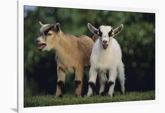 Pygmy Goats-DLILLC-Framed Photographic Print