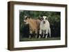 Pygmy Goats-DLILLC-Framed Photographic Print