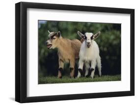 Pygmy Goats-DLILLC-Framed Photographic Print