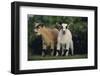 Pygmy Goats-DLILLC-Framed Photographic Print