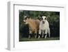 Pygmy Goats-DLILLC-Framed Photographic Print