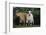 Pygmy Goats-DLILLC-Framed Photographic Print