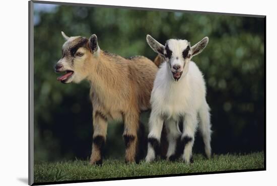 Pygmy Goats-DLILLC-Mounted Photographic Print