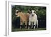 Pygmy Goats-DLILLC-Framed Photographic Print