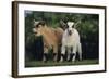 Pygmy Goats-DLILLC-Framed Photographic Print