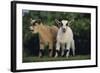 Pygmy Goats-DLILLC-Framed Photographic Print