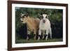 Pygmy Goats-DLILLC-Framed Photographic Print