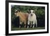 Pygmy Goats-DLILLC-Framed Photographic Print