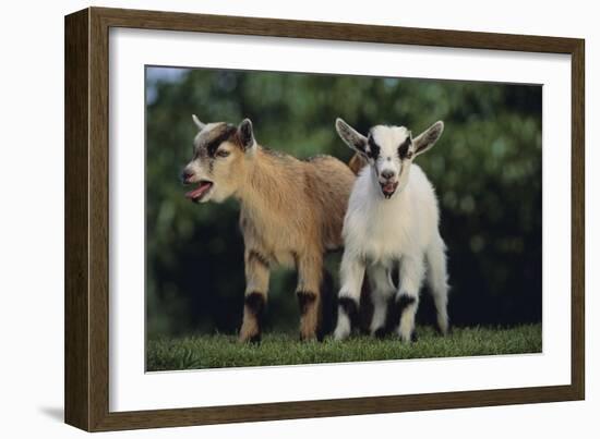 Pygmy Goats-DLILLC-Framed Photographic Print