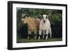 Pygmy Goats-DLILLC-Framed Photographic Print